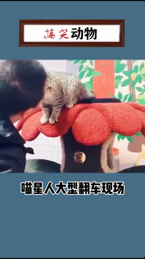 吃瓜翻车搞笑视频大全免费观看,笑料百出！免费观看吃瓜翻车搞笑视频大全  第1张