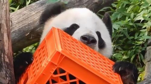 熊猫青春蜜糖在线观看,甜蜜校园恋曲在线放送  第2张