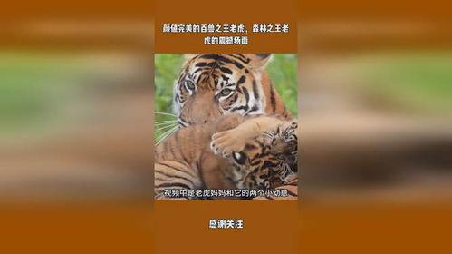 王老虎被爆料了吗视频在线观看,揭秘背后惊人真相  第3张